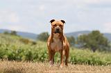 AMSTAFF ADULT 509